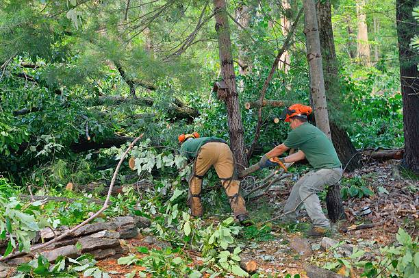 Best Tree Preservation Services  in Weston, MO